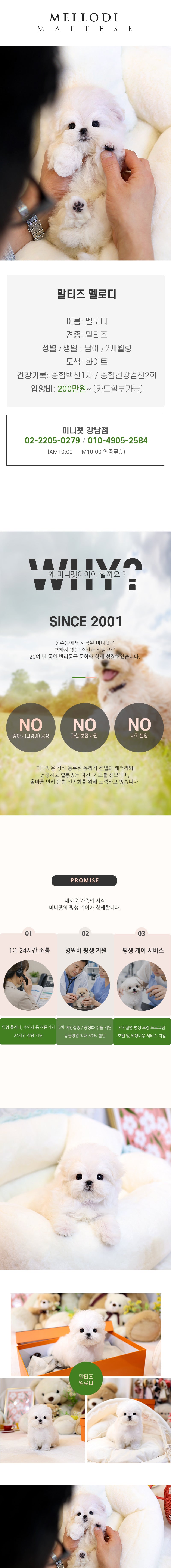 말티즈 - 멜로디 (남아)