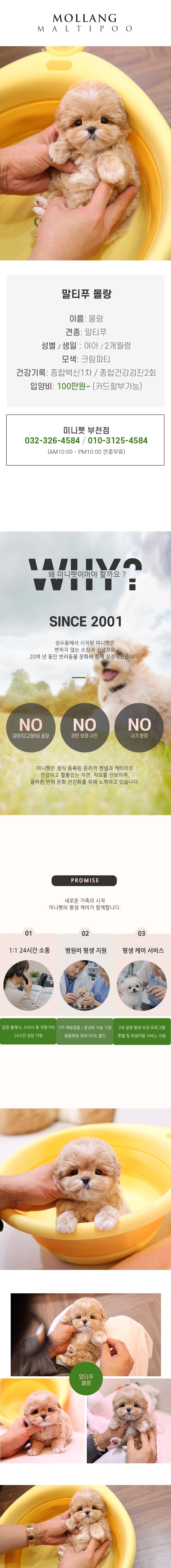 말티푸 - 몰랑 (여아)