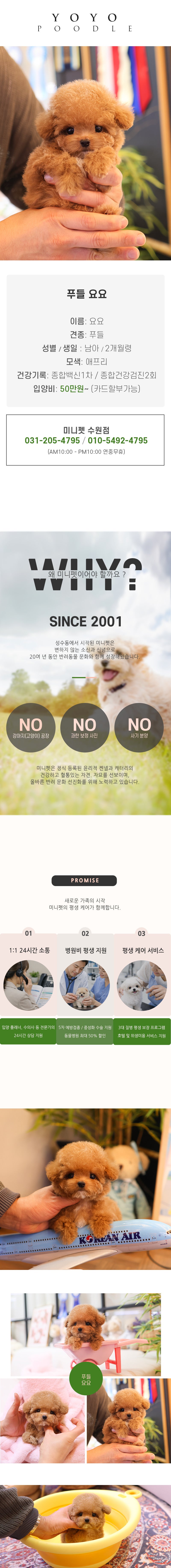 푸들 - 요요 (남아)