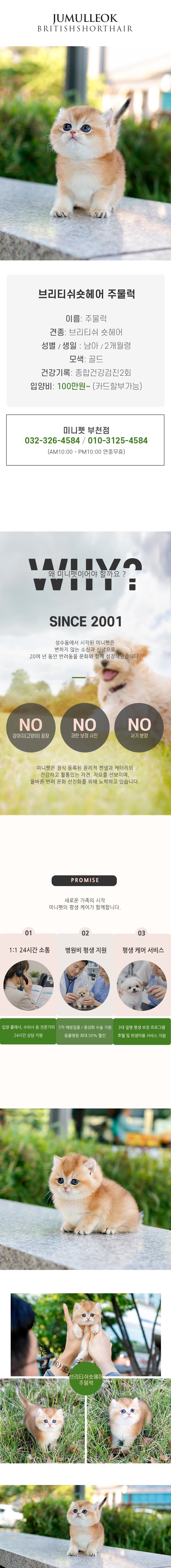 브리티쉬 숏헤어 – 주물럭(남아)