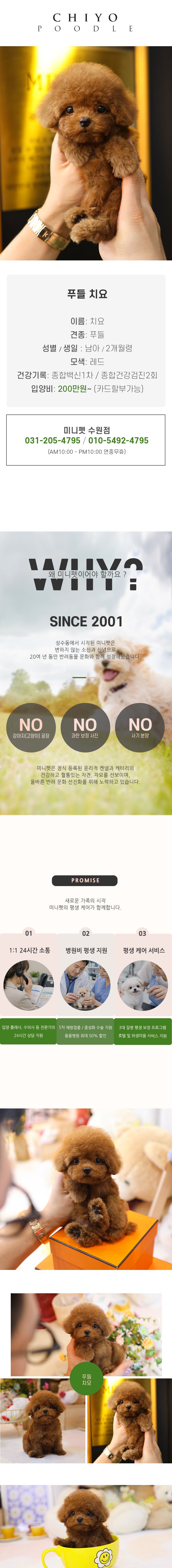 푸들 - 치요 (남아)