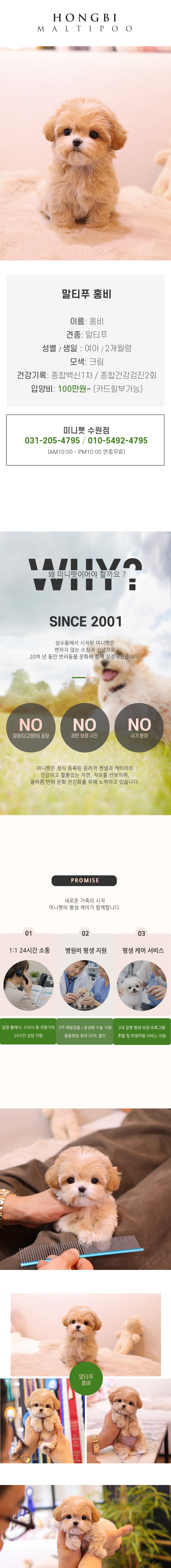 말티푸 – 홍비(여아)