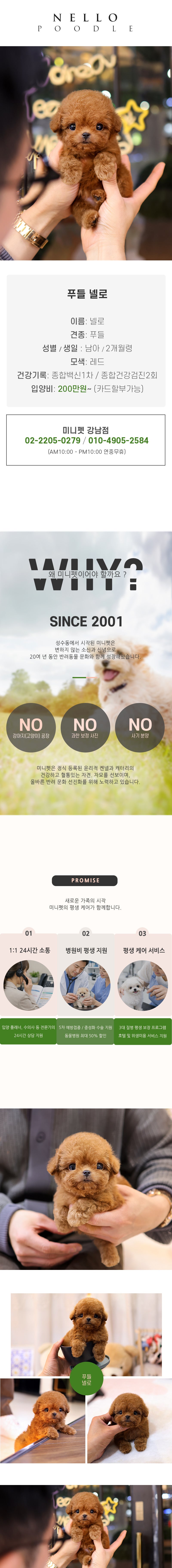 푸들 - 넬로 (남아)