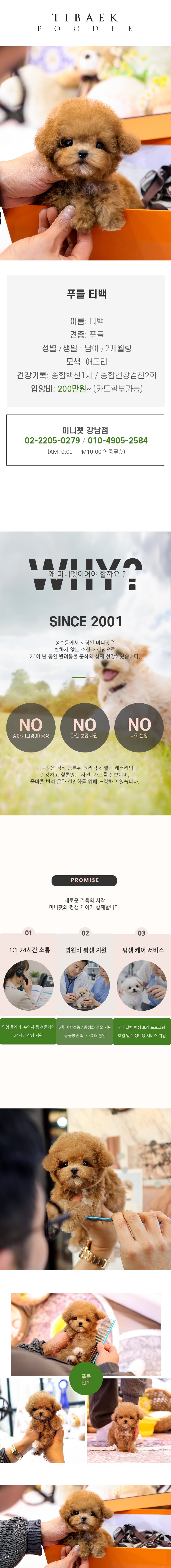 푸들 - 티백 (남아)