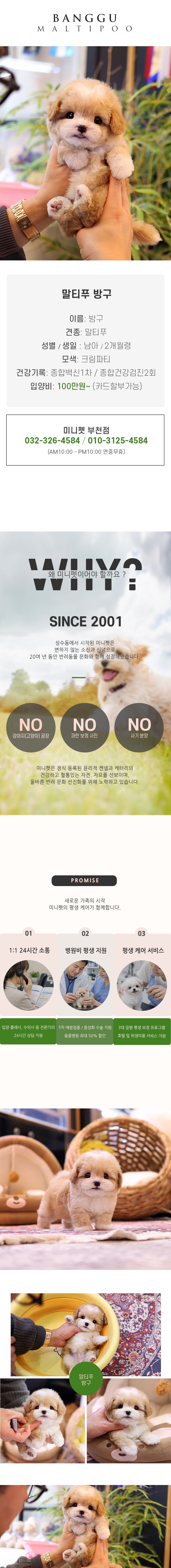 말티푸 - 방구 (남아)
