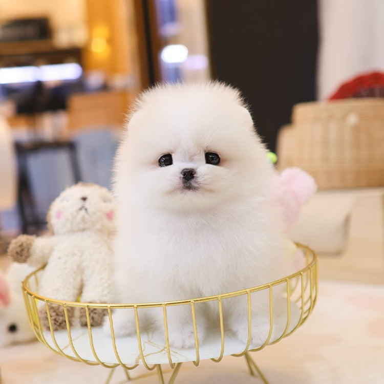 포메라니안 – 쿠니(여아)