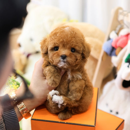 푸들 - 현욱 (남아)