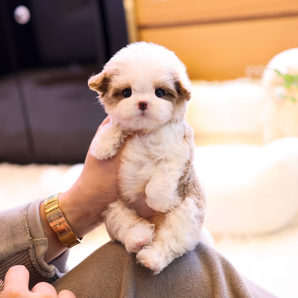 말티푸 - 인형 (여아)