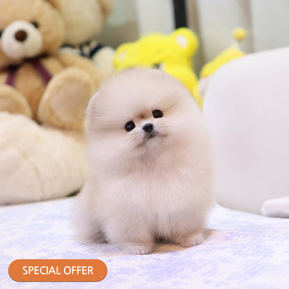 포메라니안 - 키위 (여아)