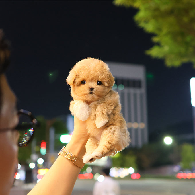말티푸 - 알록 (남아)