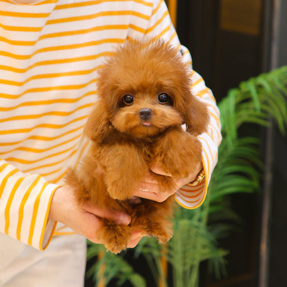 푸들 - 모카이 (남아)