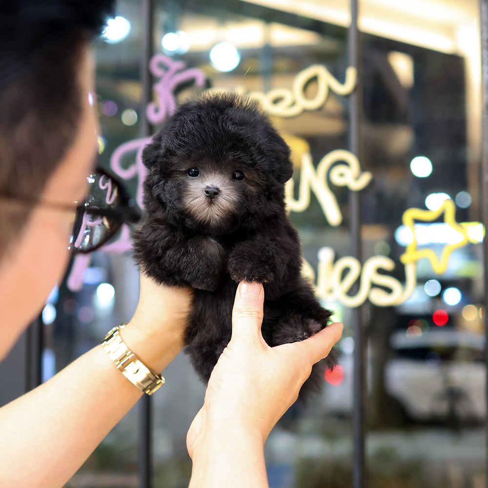 푸들 - 시롱 (여아)