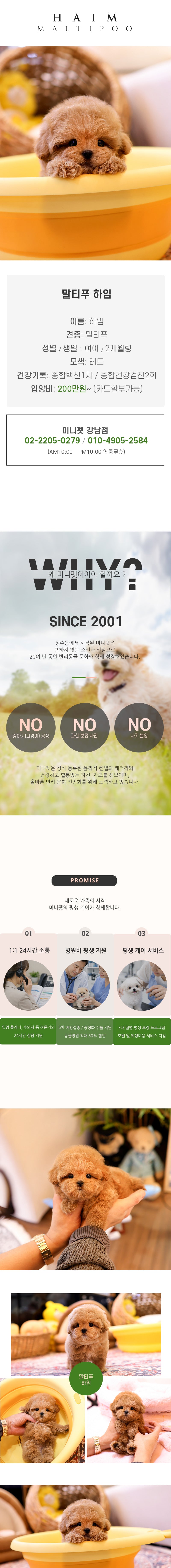 말티푸 - 하임 (여아)
