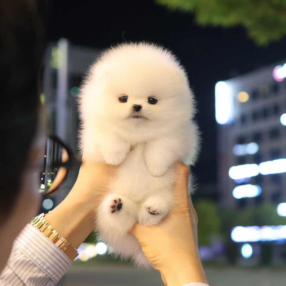 포메라니안 - 팝콘 (여아)