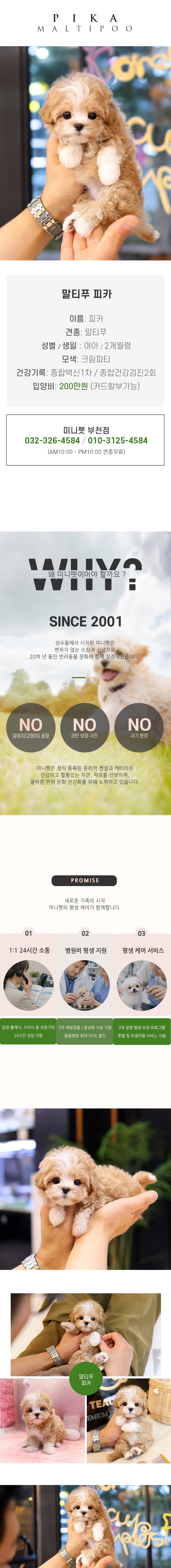 말티푸 - 피카 (여아)