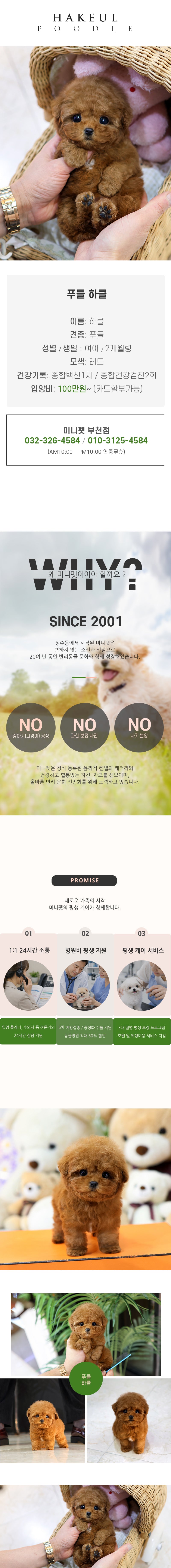 푸들 - 하클 (여아)