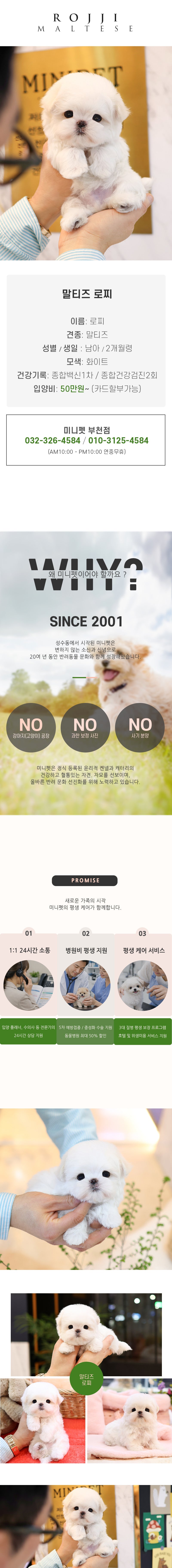 말티즈 - 로찌 (남아)