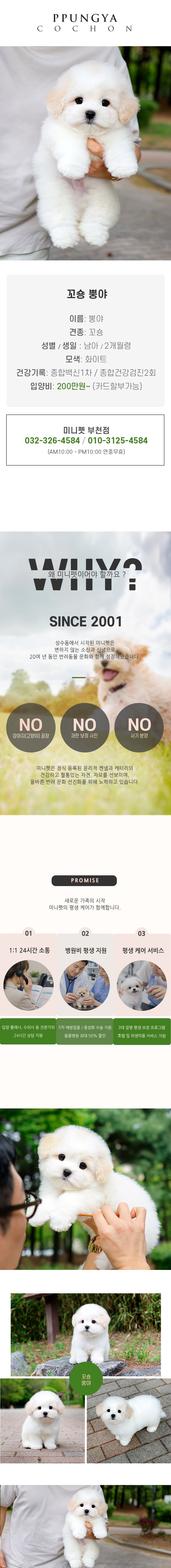 꼬숑 - 뿡야 (남아)