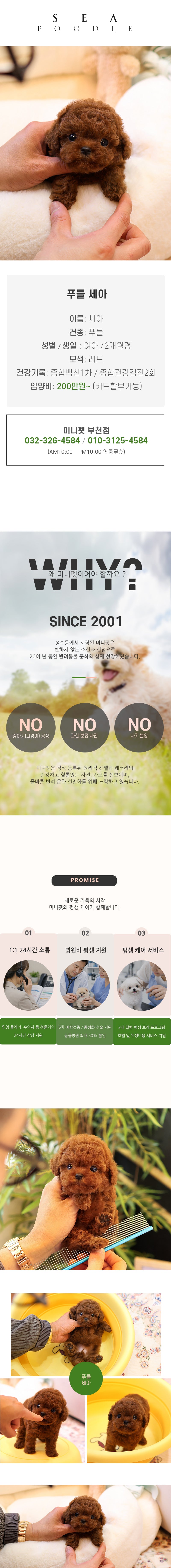 푸들 - 세아 (여아)
