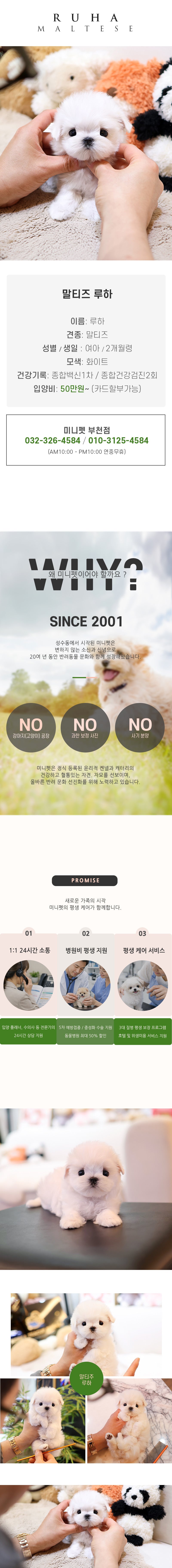 말티즈 - 루하 (여아)