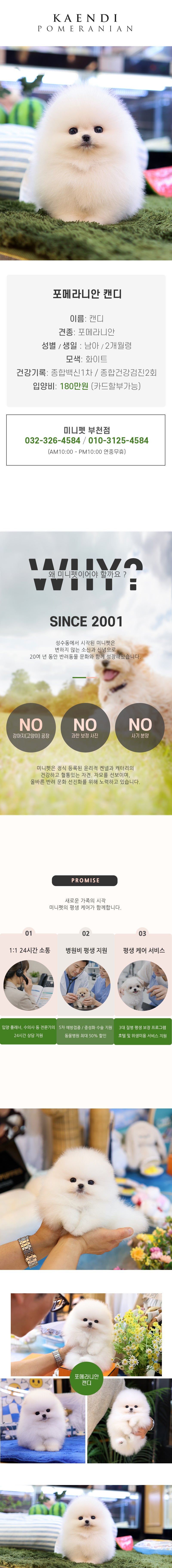 포메라니안 - 캔디 (남아)
