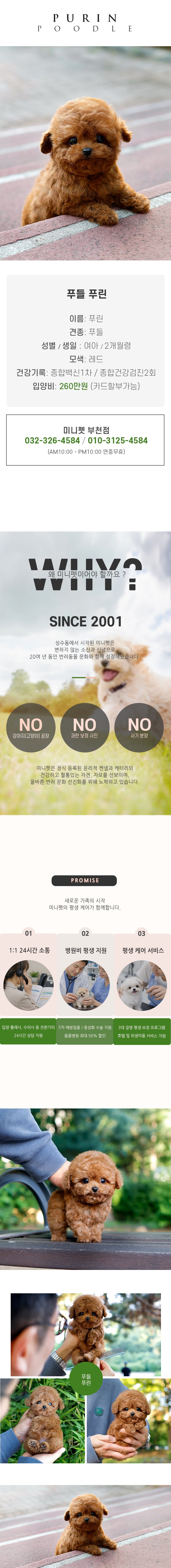 푸들 - 푸린 (여아)