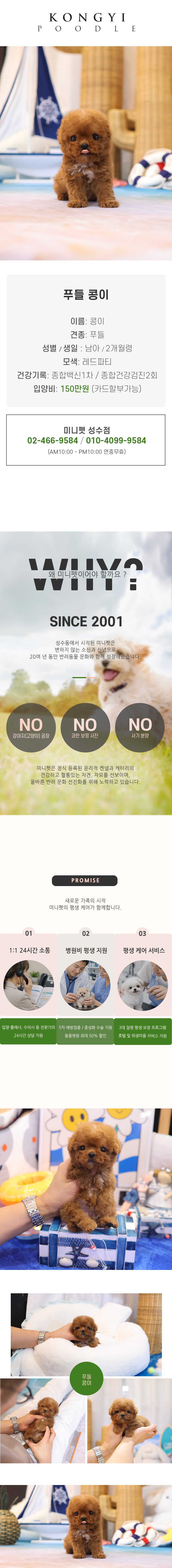 푸들 - 콩이 (남아)