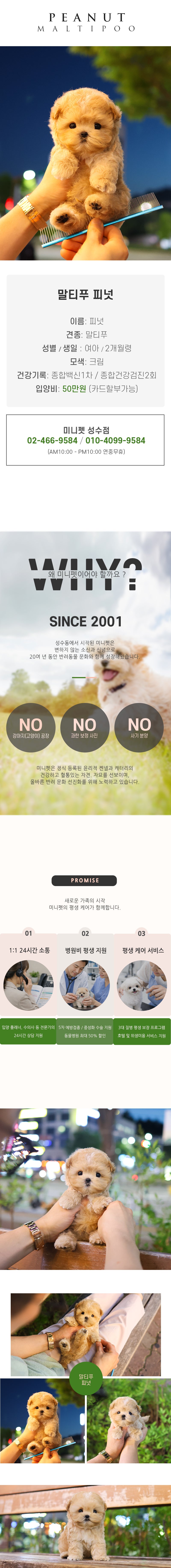 말티푸 - 피넛 (여아)