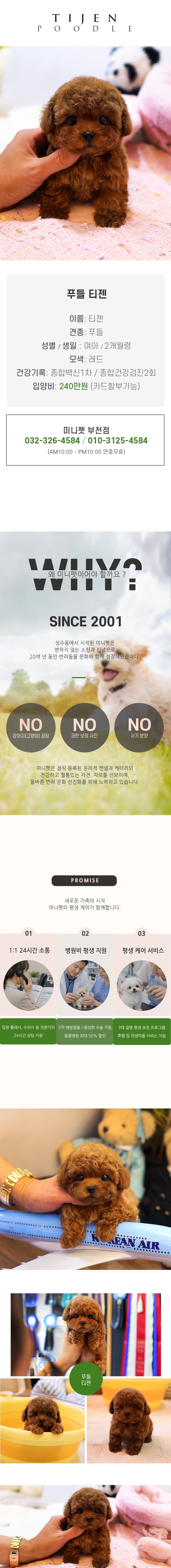 푸들 - 티젠 (여아)