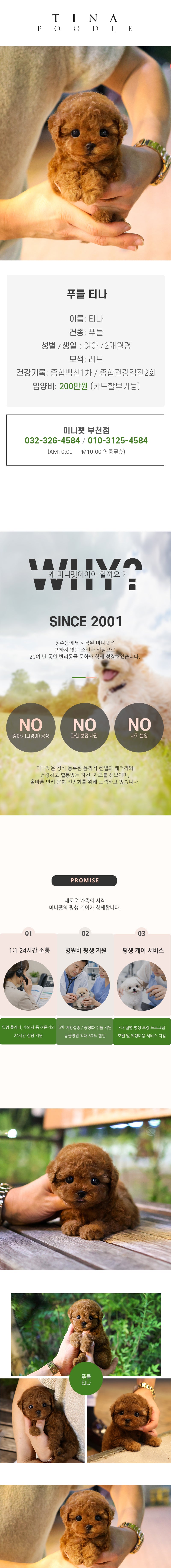 푸들 - 티나 (여아)