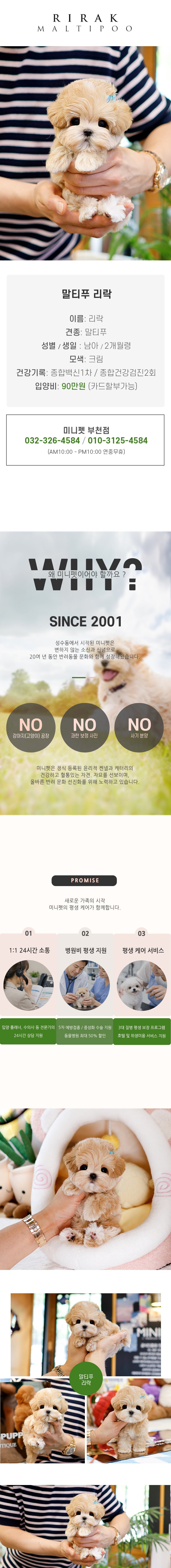 말티푸 - 리락 (남아)