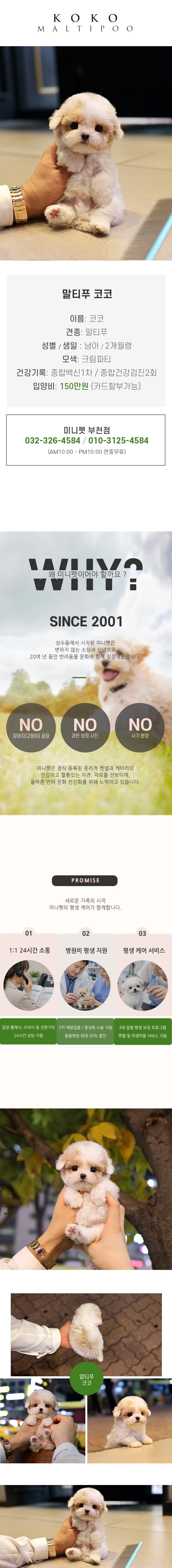 말티푸 - 코코 (남아)