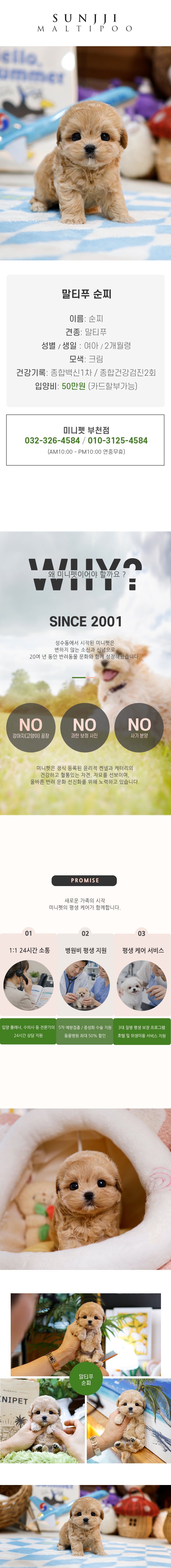 말티푸 - 순찌 (여아)