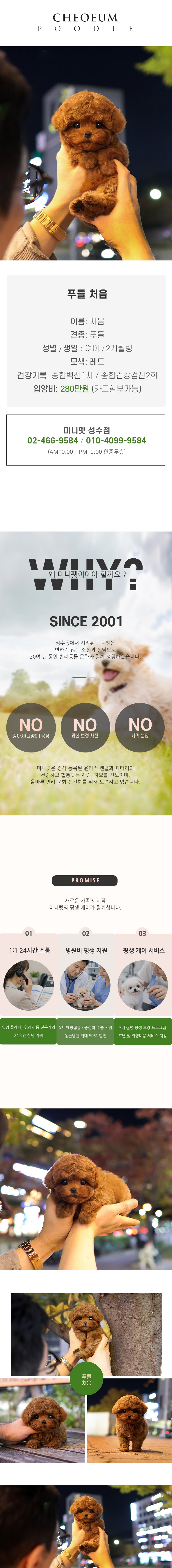 푸들 - 처음 (여아)