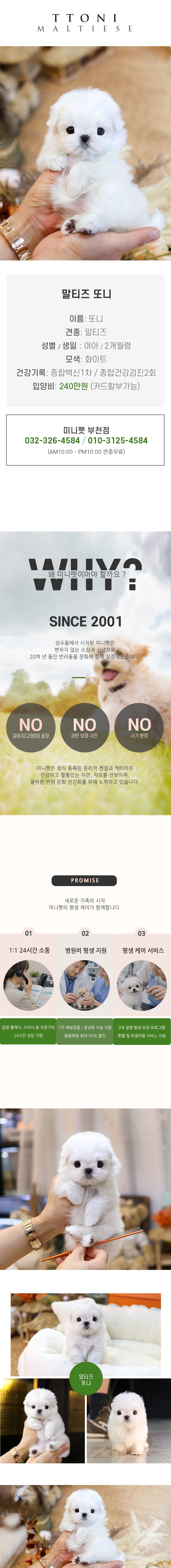 말티즈 - 또니 (여아)