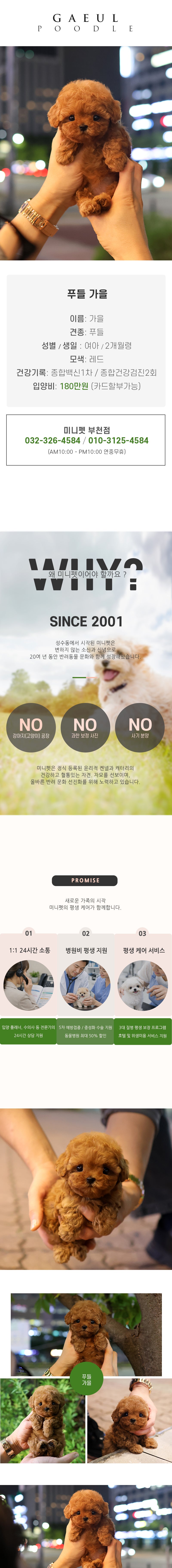푸들 - 가을 (여아)