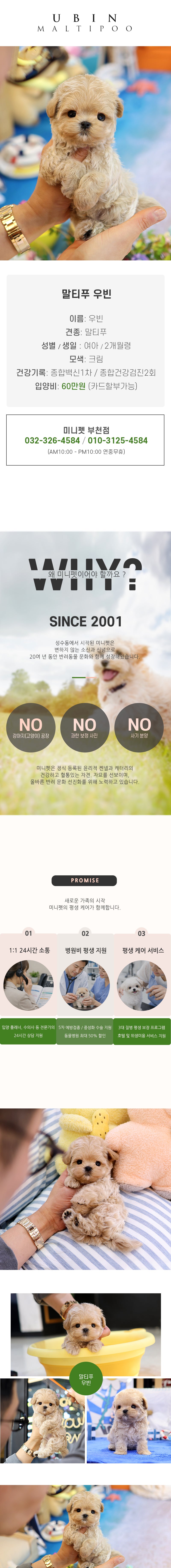 말티푸 - 우빈(여아)