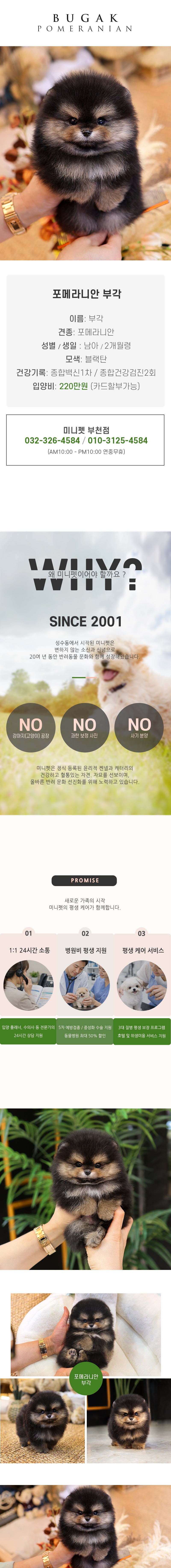 포메라니안 - 부각 (남아)