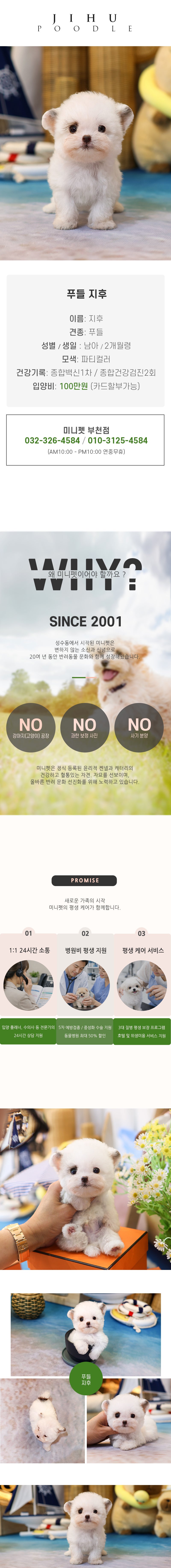 푸들 -지후 (남아)