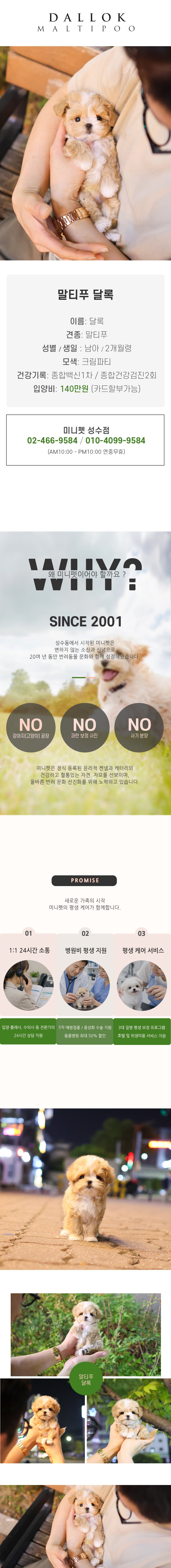 말티푸 - 달록 (남아)
