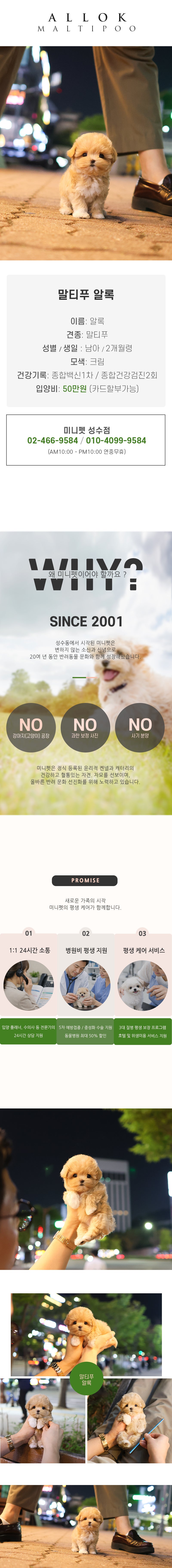 말티푸 - 알록 (남아)