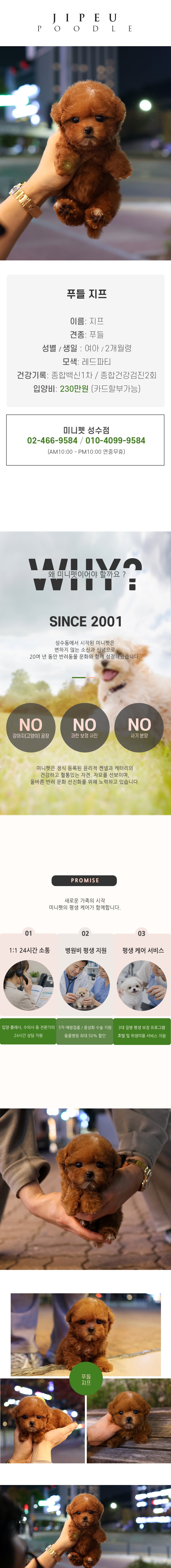 푸들 -지프 (여아)