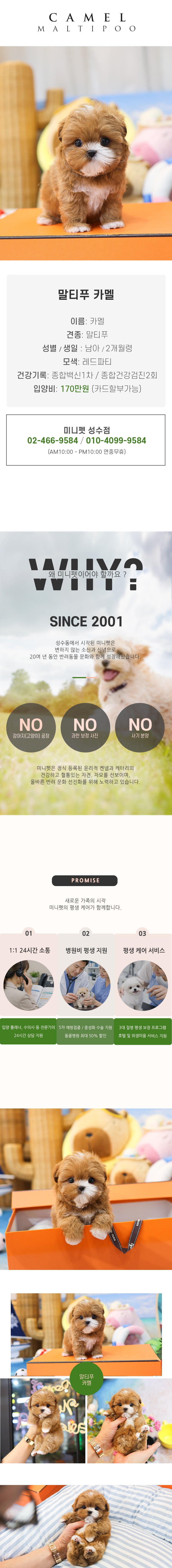 말티푸 - 카멜 (남아)