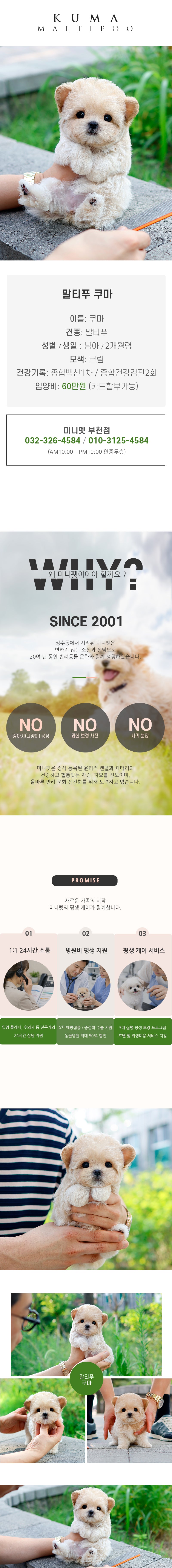 말티푸 - 쿠마 (남아)