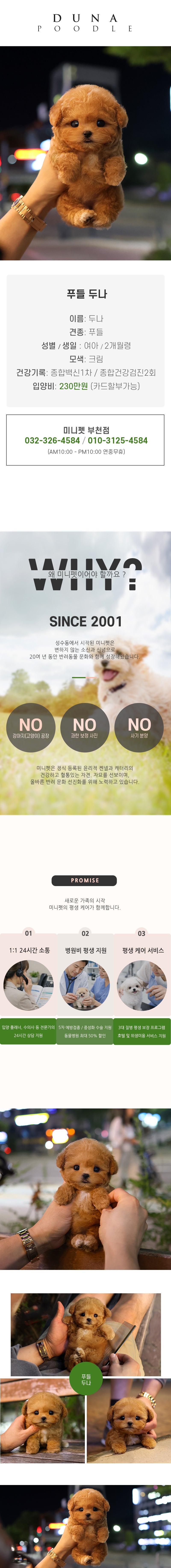 푸들 - 두나 (여아)