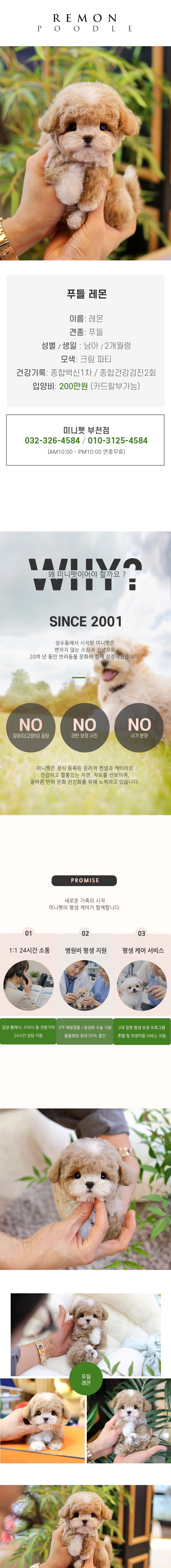 푸들 - 레몬 (남아)
