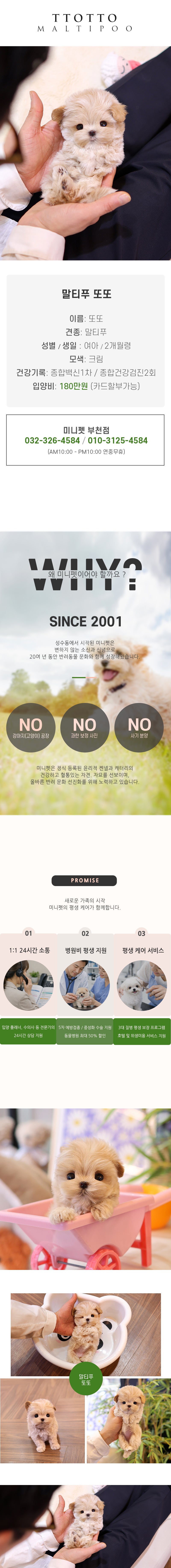 말티푸 - 또또 (여아)
