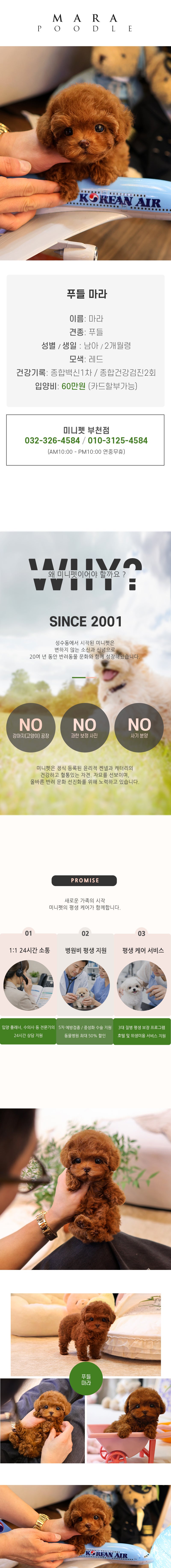 푸들 - 마라 (남아)