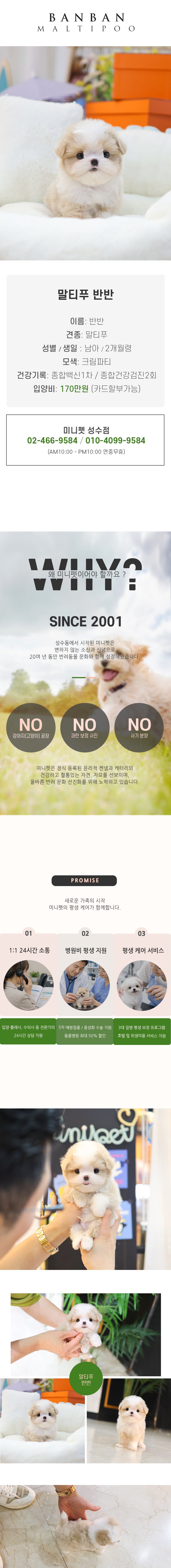 말티푸 - 반반 (남아)