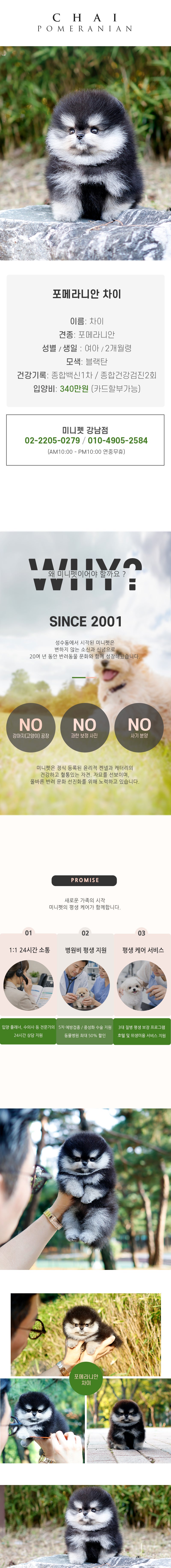 포메라니안 - 차이 (여아)